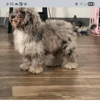 Gracie , a female Cockapoo for sale in Florida, FL – Photo 2 of 2