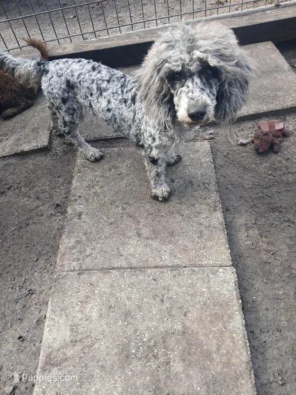 Gracie  – Cockapoo puppy for sale in Florida, FL