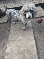 Gracie , a female Cockapoo for sale in Florida, FL – Photo 1 of 2