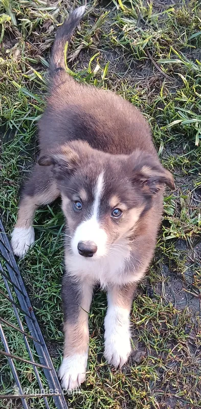 Dilute tri  – Border Collie, Toy Australian Shepherd puppy for sale in Florida, FL