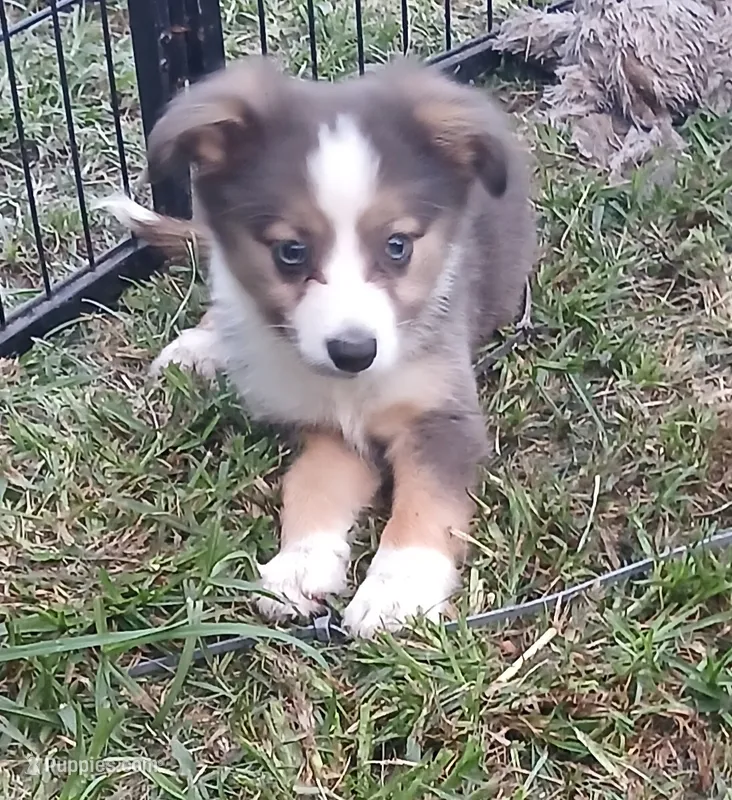 Dilute merle  – Toy Australian Shepherd puppy for sale in Florida, FL
