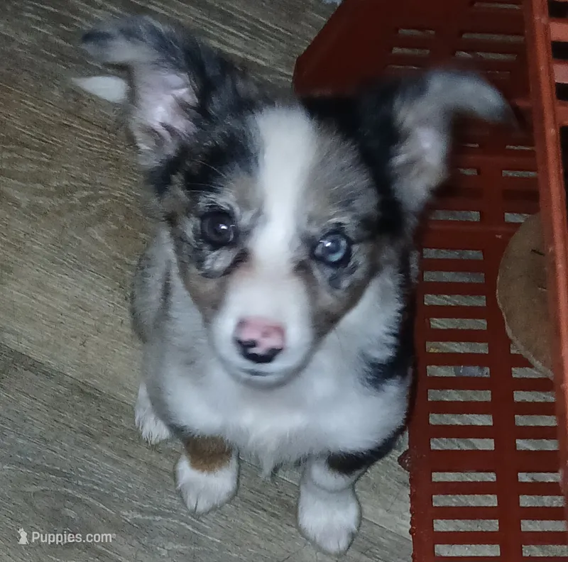 Blue – Border Collie, Toy Australian Shepherd puppy for sale in Florida, FL
