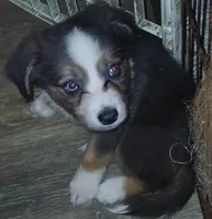 Unique, a female Border Collie and Toy Australian Shepherd for sale in Florida, FL – 8 of 10
