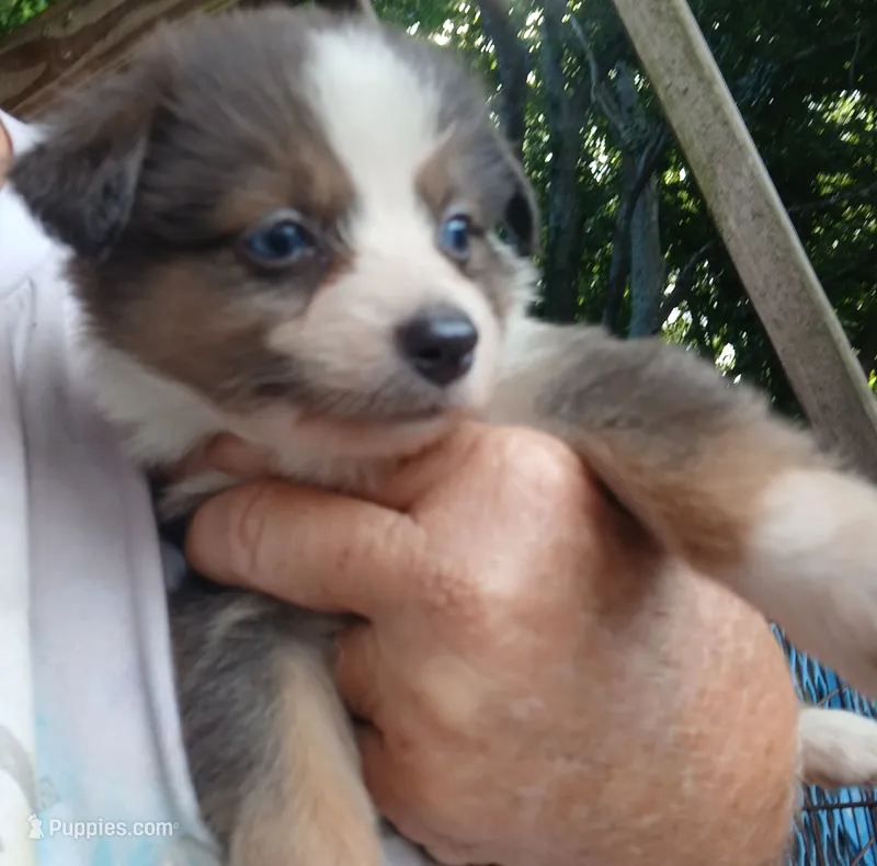 Dilute merle  – Border Collie, Toy Australian Shepherd puppy for sale in Florida, FL