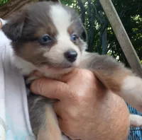 Dilute merle , a female Toy Australian Shepherd for sale in Florida, FL – 2 of 5
