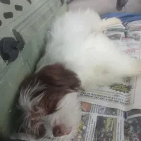 Chubs , a female Shih Tzu and Poodle - Toy  for sale in Florida, FL – Photo 4 of 5