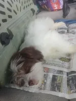 Chubs , a female Shih Tzu for sale in Florida, FL – Photo 4 of 5