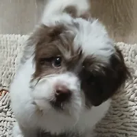 Chubs , a female Shih Tzu and Poodle - Toy  for sale in Florida, FL – Photo 1 of 5