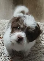 Chubs , a female Shih Tzu for sale in Florida, FL – Photo 1 of 5