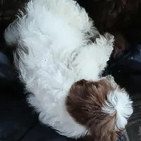 Chubs , a female Shih Tzu and Poodle - Toy  for sale in Florida, FL – Photo 2 of 5