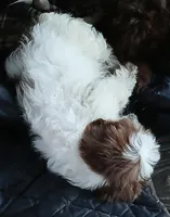 Chubs , a female Shih Tzu for sale in Florida, FL – Photo 2 of 5