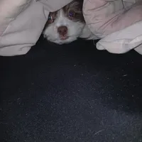 Chubs , a female Shih Tzu and Poodle - Toy  for sale in Florida, FL – Photo 5 of 5