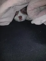 Chubs , a female Shih Tzu for sale in Florida, FL – Photo 5 of 5