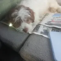 Chubs , a female Shih Tzu and Poodle - Toy  for sale in Florida, FL – Photo 3 of 5