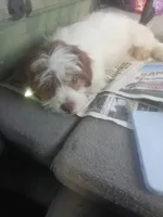 Chubs , a female Shih Tzu for sale in Florida, FL – Photo 3 of 5