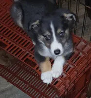 Dilute tri , a male Border Collie and Toy Australian Shepherd for sale in Florida, FL – 4 of 5