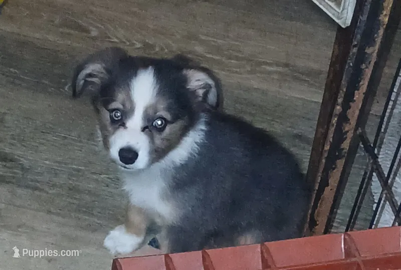Unique – Border Collie, Toy Australian Shepherd puppy for sale in Florida, FL
