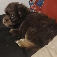 Tig, a female Shih Tzu and Poodle - Toy  for sale in Florida, FL – Photo 2 of 3