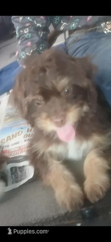 Tig – Shih Tzu, Poodle - Toy  puppy for sale in Florida, FL