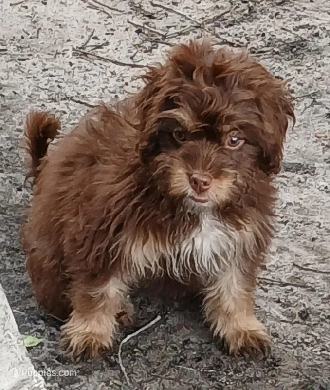 Tig – Shih Tzu, Poodle - Toy  puppy for sale in Florida, FL