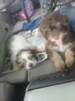 Tig, a female Shih Tzu for sale in Florida, FL – Photo 3 of 3