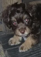 Tig, a female Shih Tzu for sale in Florida, FL – Photo 1 of 3