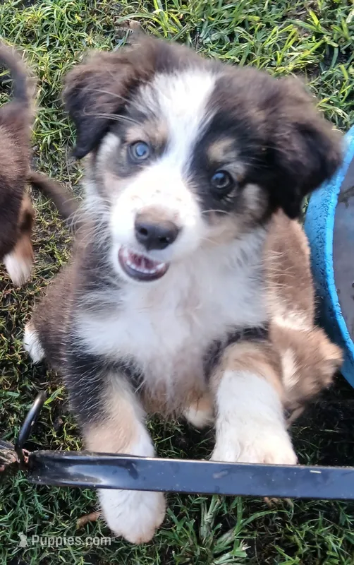 Black tri  – Border Collie, Toy Australian Shepherd puppy for sale in Florida, FL