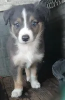 Dilute tri , a male Border Collie and Toy Australian Shepherd for sale in Florida, FL – 3 of 5