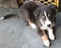Dilute tri , a male Border Collie and Toy Australian Shepherd for sale in Florida, FL – 5 of 7