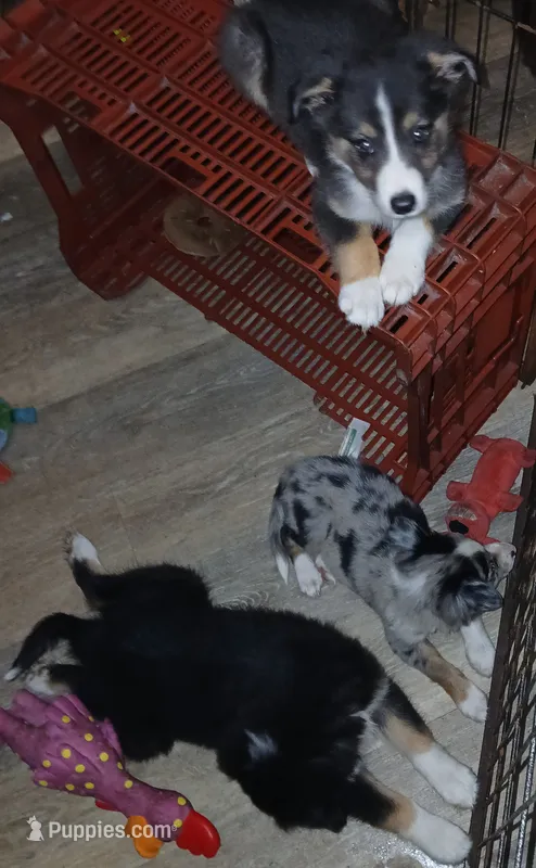 Special weekend  – Border Collie, Toy Australian Shepherd puppy for sale in Florida, FL