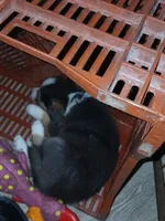 Unique, a female Border Collie and Toy Australian Shepherd for sale in Florida, FL – 10 of 10