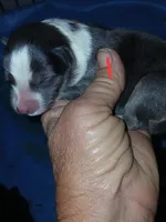 Unique, a female Border Collie and Toy Australian Shepherd for sale in Florida, FL – Photo 2 of 2