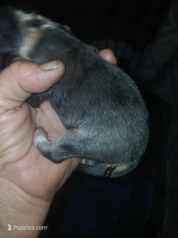 Unique – Border Collie, Toy Australian Shepherd puppy for sale in Florida, FL