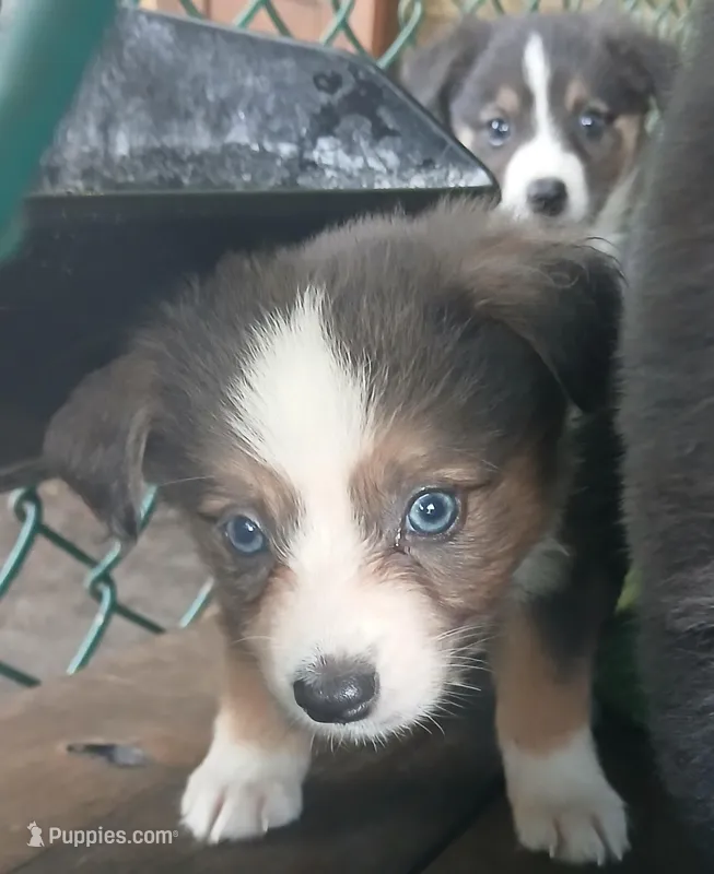 Unique – Border Collie, Toy Australian Shepherd puppy for sale in Florida, FL