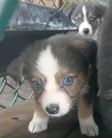Unique, a female Border Collie and Toy Australian Shepherd for sale in Florida, FL – 1 of 10