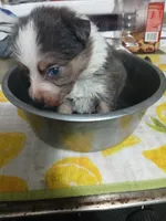 Unique, a female Border Collie and Toy Australian Shepherd for sale in Florida, FL – 6 of 10