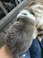 Unique, a female Border Collie and Toy Australian Shepherd for sale in Florida, FL – 4 of 10