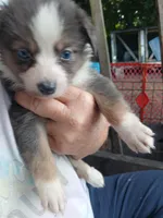 Unique, a female Border Collie and Toy Australian Shepherd for sale in Florida, FL – 3 of 10