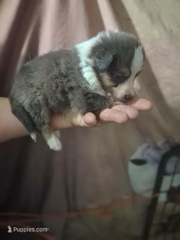 Unique – Border Collie, Toy Australian Shepherd puppy for sale in Florida, FL