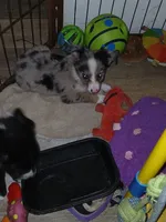 Blue, a female Border Collie and Toy Australian Shepherd for sale in Florida, FL – 1 of 7