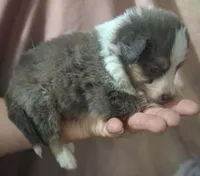 Dilute merle , a female Toy Australian Shepherd for sale in Florida, FL – 5 of 5
