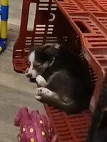 Unique, a female Border Collie and Toy Australian Shepherd for sale in Florida, FL – 7 of 10