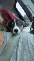 Dilute tri , a male Border Collie and Toy Australian Shepherd for sale in Florida, FL – 7 of 7