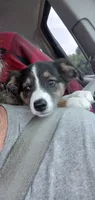 Dilute tri , a male Border Collie and Toy Australian Shepherd for sale in Florida, FL – 1 of 7
