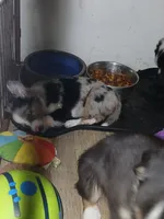 Blue, a female Border Collie and Toy Australian Shepherd for sale in Florida, FL – 3 of 7