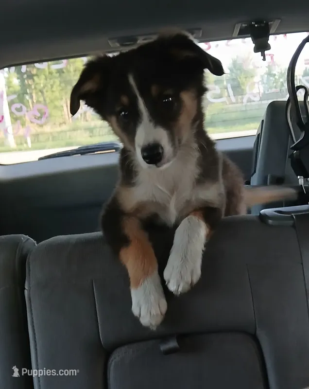 Dilute tri  – Border Collie, Toy Australian Shepherd puppy for sale in Florida, FL