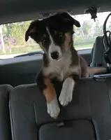 Dilute tri , a male Border Collie and Toy Australian Shepherd for sale in Florida, FL – 1 of 9