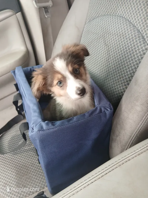 Dilute merle  – Border Collie, Toy Australian Shepherd puppy for sale in Florida, FL