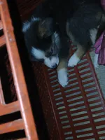 Unique, a female Border Collie and Toy Australian Shepherd for sale in Florida, FL – 9 of 10