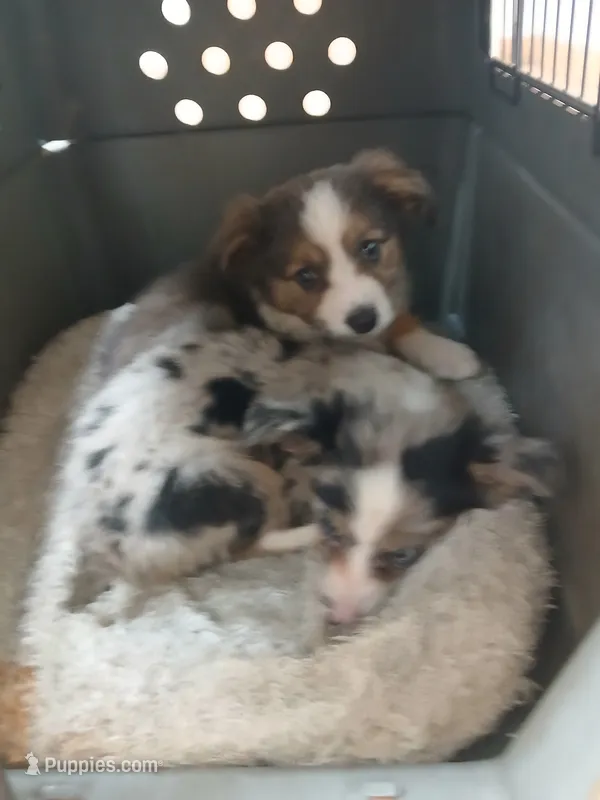 Unique – Border Collie, Toy Australian Shepherd puppy for sale in Florida, FL